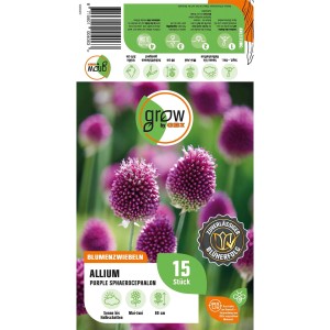 Verpackung Grow by OBI Kugelköpfiger Lauch Purpur, Allium sphaerocephalon, purpurfarbene Blütenkugeln.