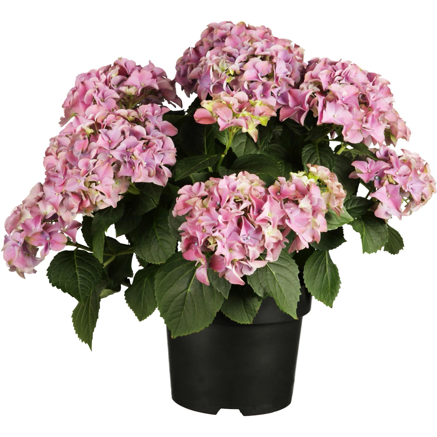 Bauernhortensie Rosa Höhe ca. 40 - 50 cm Topf ca. 5 l Hydrangea