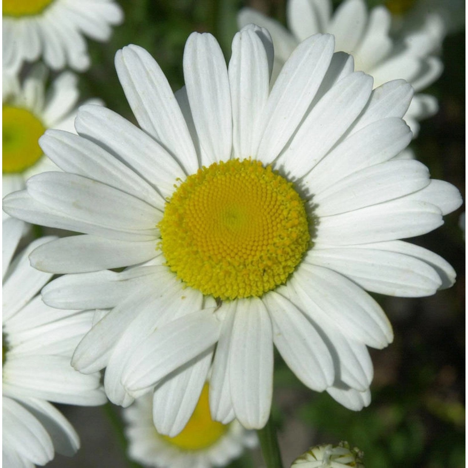 Gartenmargerite Broadway Lights - Leucanthemum superbum günstig online kaufen