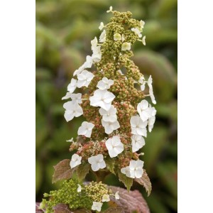 Detailaufnahme der weißen Blüten der Hydrangea Quercifolia Burgundy Eichenblatthortensie.