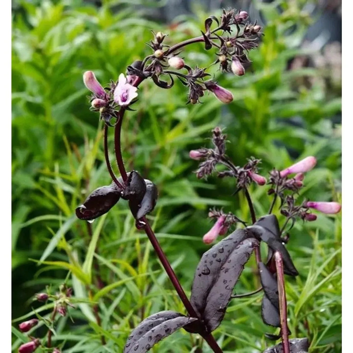 Bartfaden Dark Towers - Penstemon digitalis