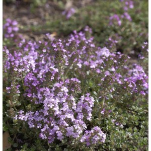 Blühender Zitronenquendel 'Lemon Currel' (Thymus serpyllum) mit lila Blüten.