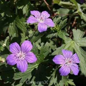 Nahaufnahme von drei lila Sibirischen Storchschnabel (Geranium wlassovianum) Blüten.