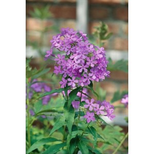 Flammenblume 'Amethyst' im Topf, leuchtend lila Blüten, Stauden für Beet und Garten.