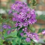 Flammenblume 'Amethyst' im Topf, leuchtend lila Blüten, Stauden für Beet und Garten.