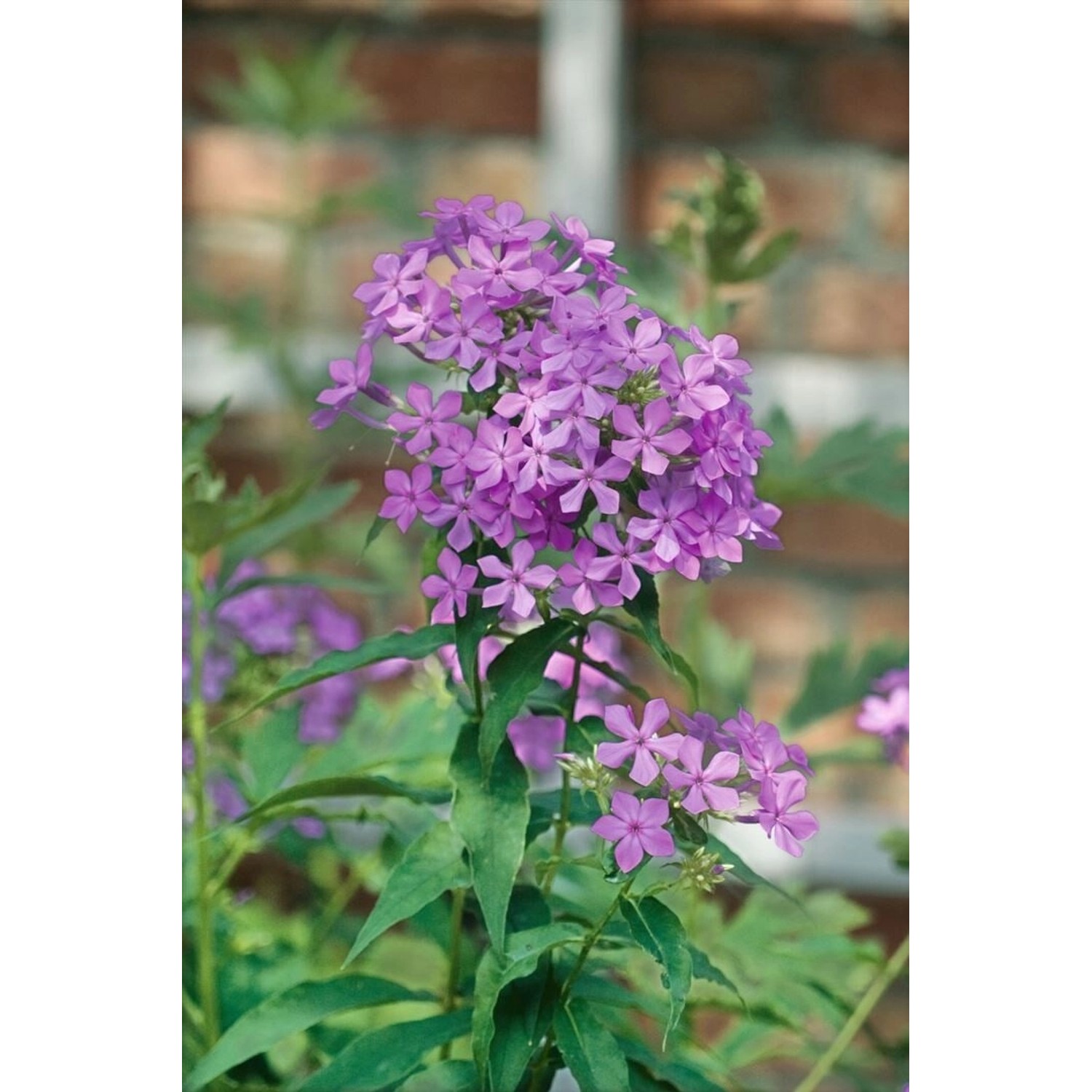 Phlox Paniculata Amethyst Flammenblume Ca. 11x11 cm Topf günstig online kaufen