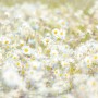 Komar Fototapete mit Gänseblümchen-Motiv, 368x254 cm, für eine blühende Wandgestaltung.