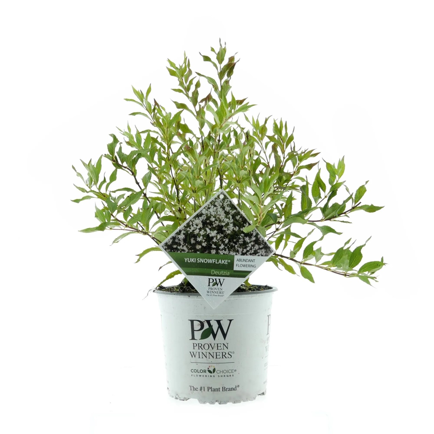Maiblumenstrauch Yuki Snowflake Weiß Höhe ca. 30 - 40 cm Topf 3,5, Deutzia