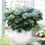 Blaue Hortensie Magical Revolution im Topf, ca. 25-30 cm hoch.