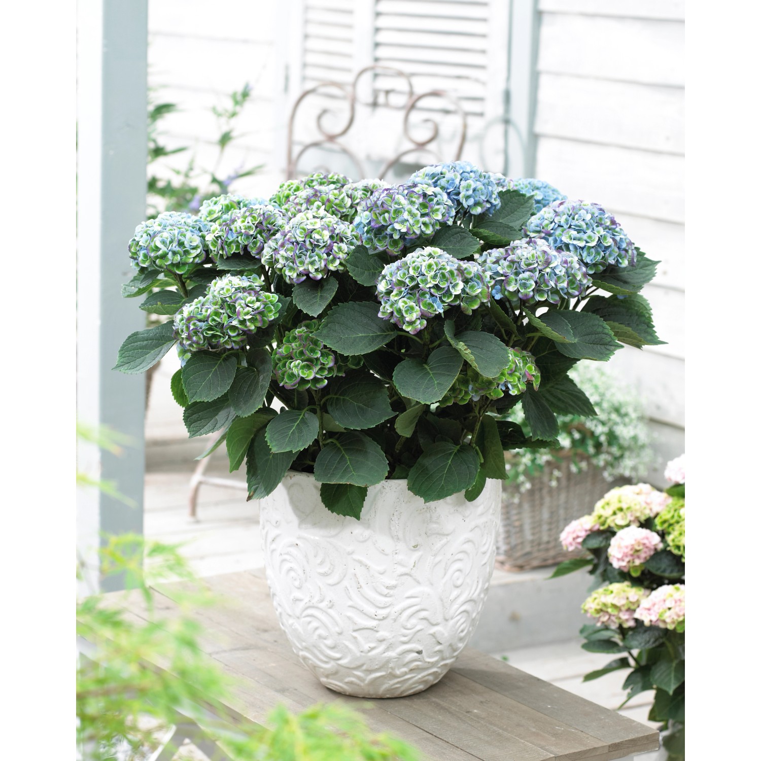 GROW by OBI Hortensie Magical Revolution Blau ca. 25-30 cm ca. 3,5 l Hydran günstig online kaufen
