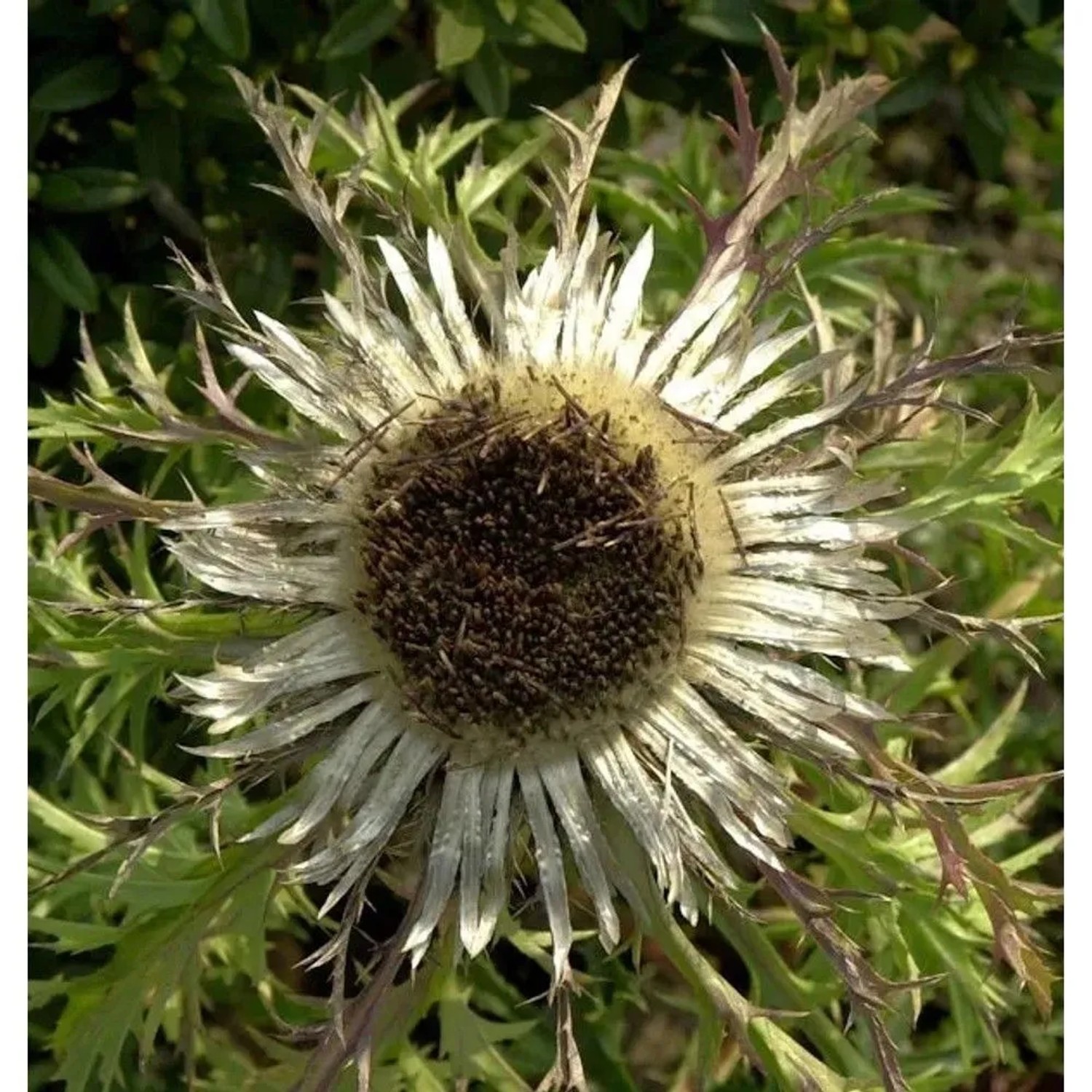 Silberdistel - Carlina acaulis