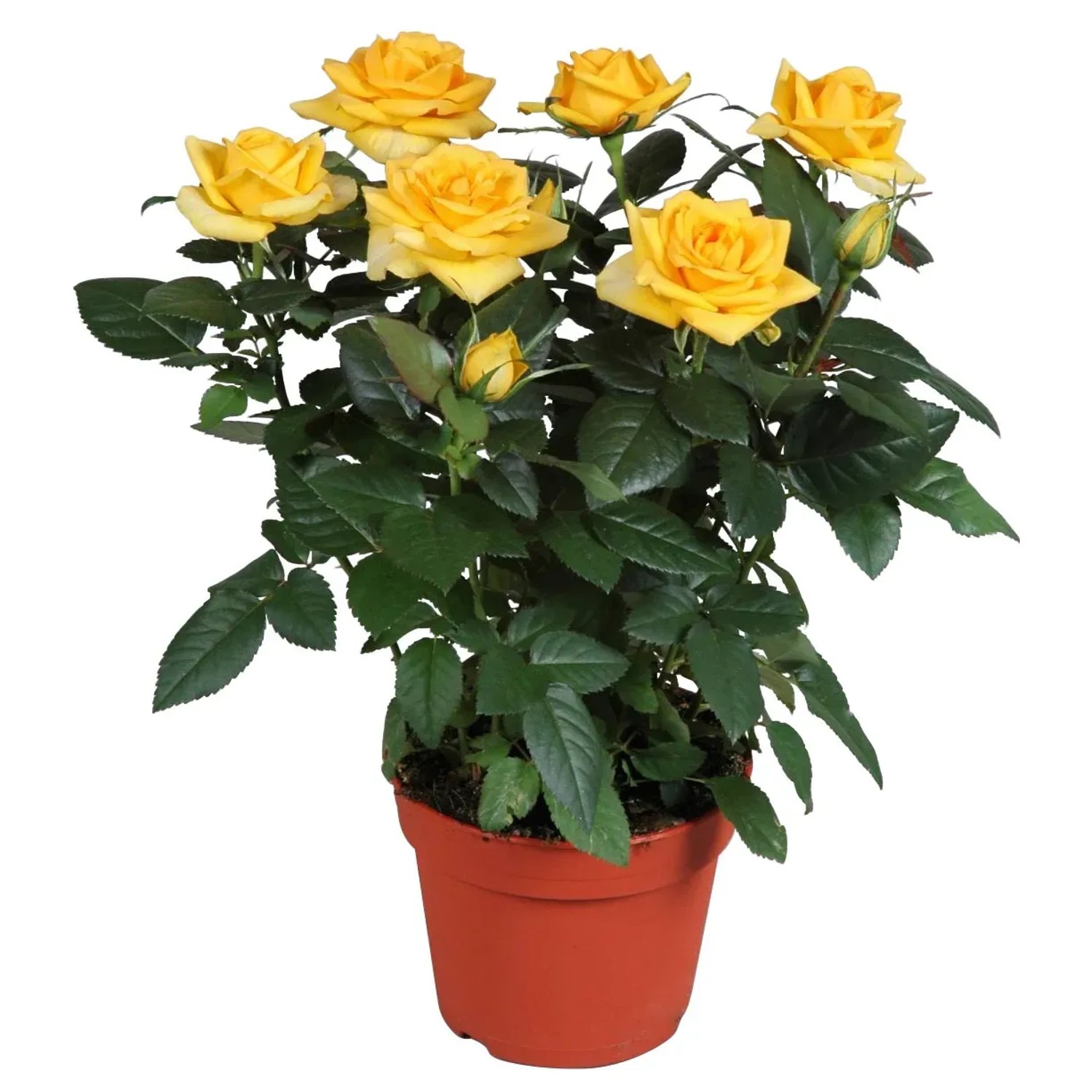 zimmerpflanze mit oranger blüte Korbmarante Calathea Crocata Zimmerpflanze Ø14cm 45cm kaufen main image 0