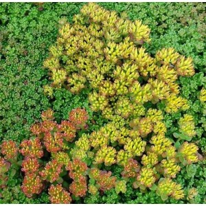 Oregon-Fetthenne Sedum oreganum mit gelben und roten Blüten im Beet.