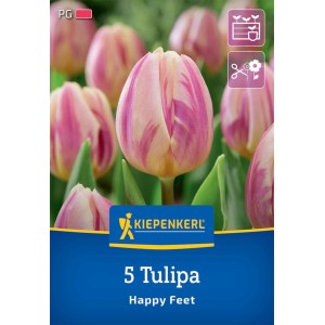 Kiepenkerl Triumph-Tulpe Happy Feet, 5 Stück. Gelb-rosa gestreifte Blumenzwiebel für Beet und Kübel.
