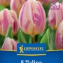 Kiepenkerl Triumph-Tulpe Happy Feet, 5 Stück. Gelb-rosa gestreifte Blumenzwiebel für Beet und Kübel.