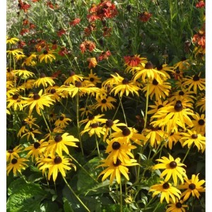 Goldgelber Sonnenhut Early Bird Gold (Rudbeckia fulgida) im Gartenbeet.