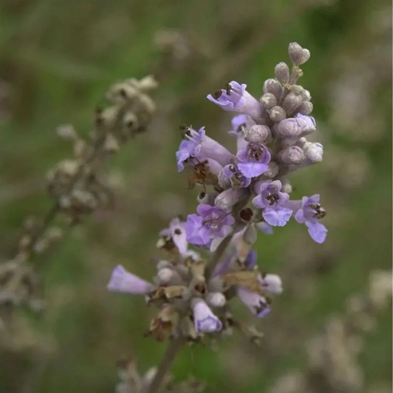 Mönchspfeffer Laciniata 80-100cm - Vitex agnus castus