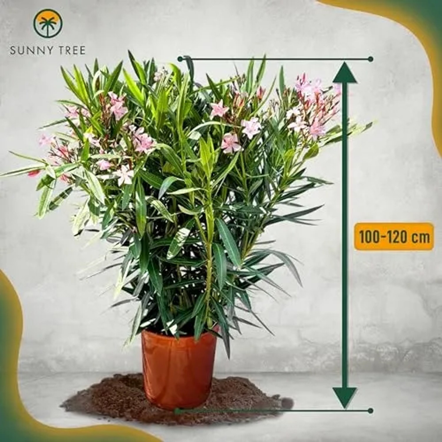 Rosa Oleander (100-120cm) im Topf. Mediterrane Kübelpflanze für Garten & Balkon.