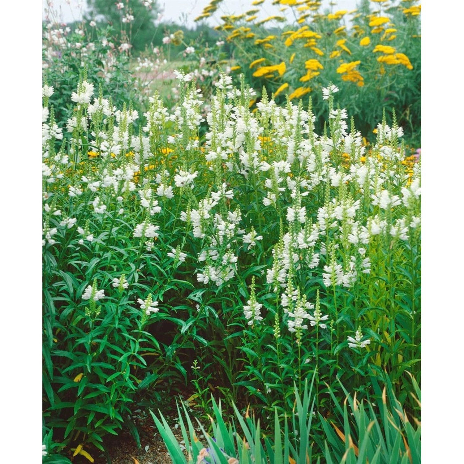 Physostegia Virginiana Alba Virginische Gelenkblume Ca. 9x9 cm Topf günstig online kaufen