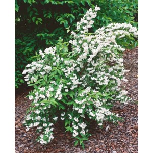 Deutzia Scabra 'Pride of Rochester' im 3L Topf, ein Maiblumenstrauch mit üppigen weißen Blüten.