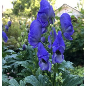 Blauer Herbst Eisenhut (Aconitum carmichaelii) im Gartenbeet.