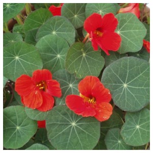 Bio Kapuzinerkresse mit roten Blüten und runden Blättern im Topf.