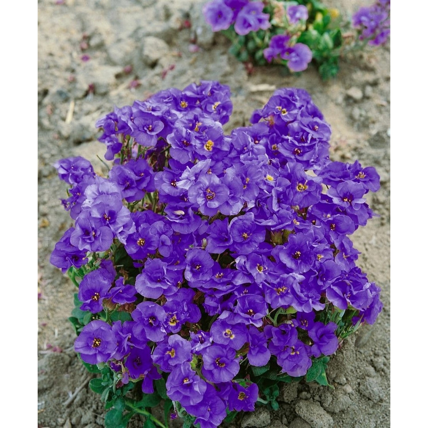 Aubrieta X Cult. Sauerland Blaukissen Violett Ca. 9x9 cm Topf günstig online kaufen