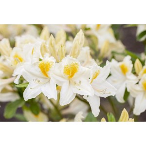 Gelb-weißer Rhododendron Luteum Persil, 40–50 cm hoch, blüht im Frühling.