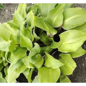 Nahaufnahme der grünen Blätter einer Funkie (Hosta) der Sorte 'One Mans Treasure'.