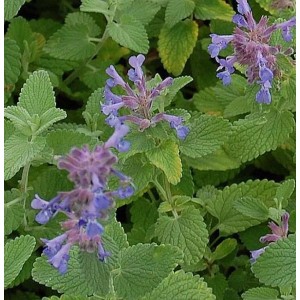 Nahaufnahme der Katzenminze Superba (Nepeta racemosa) mit lila Blüten und grünen Blättern.