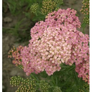 Nahaufnahme der rosa blühenden Schafgarbe Kelwayi (Achillea millefolium) im Garten.