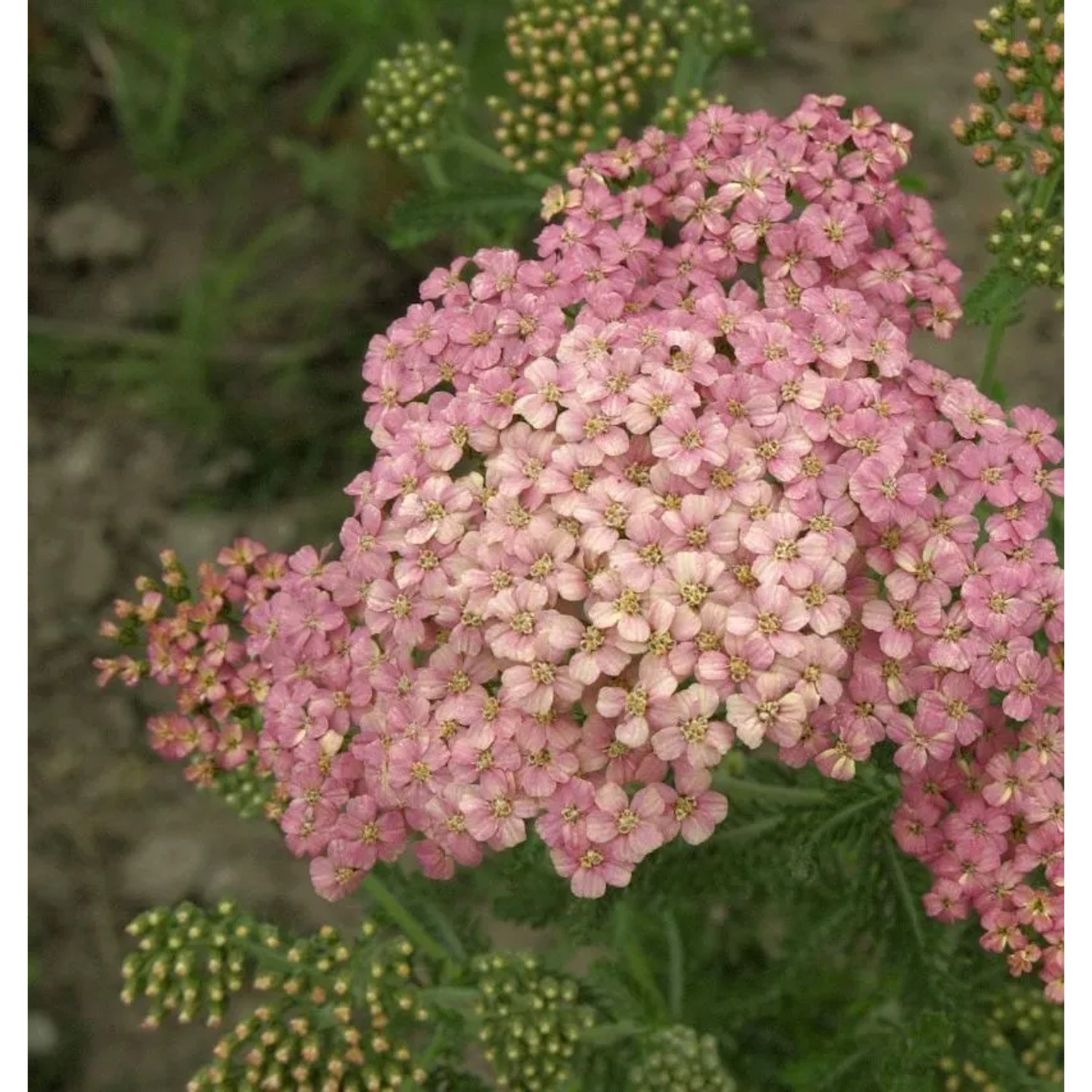 Schafgarbe Kelwayi - Achillea millefolium