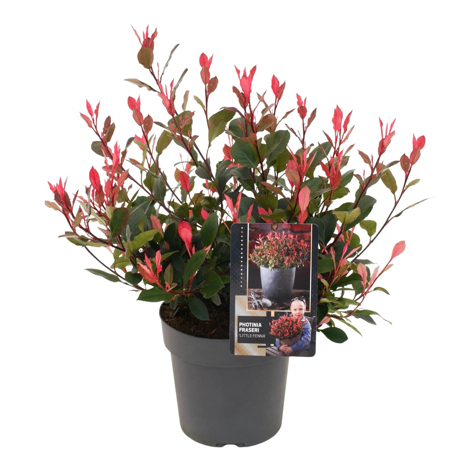 Glanzmispel Little Fennna Weiß Höhe 30 cm - 40 cm Topf 3,5 l Photinia fraseri