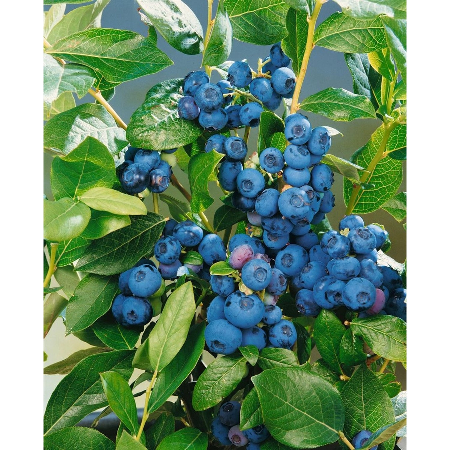 Vaccinium Corymbosum Patriot Heidelbeere 40–60 Cm Ertragreich günstig online kaufen