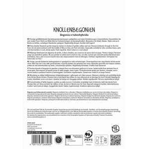 Sperli Blumenzwiebeln Begonie Golden Balcony Mix mit goldgelben und roten Blüten.