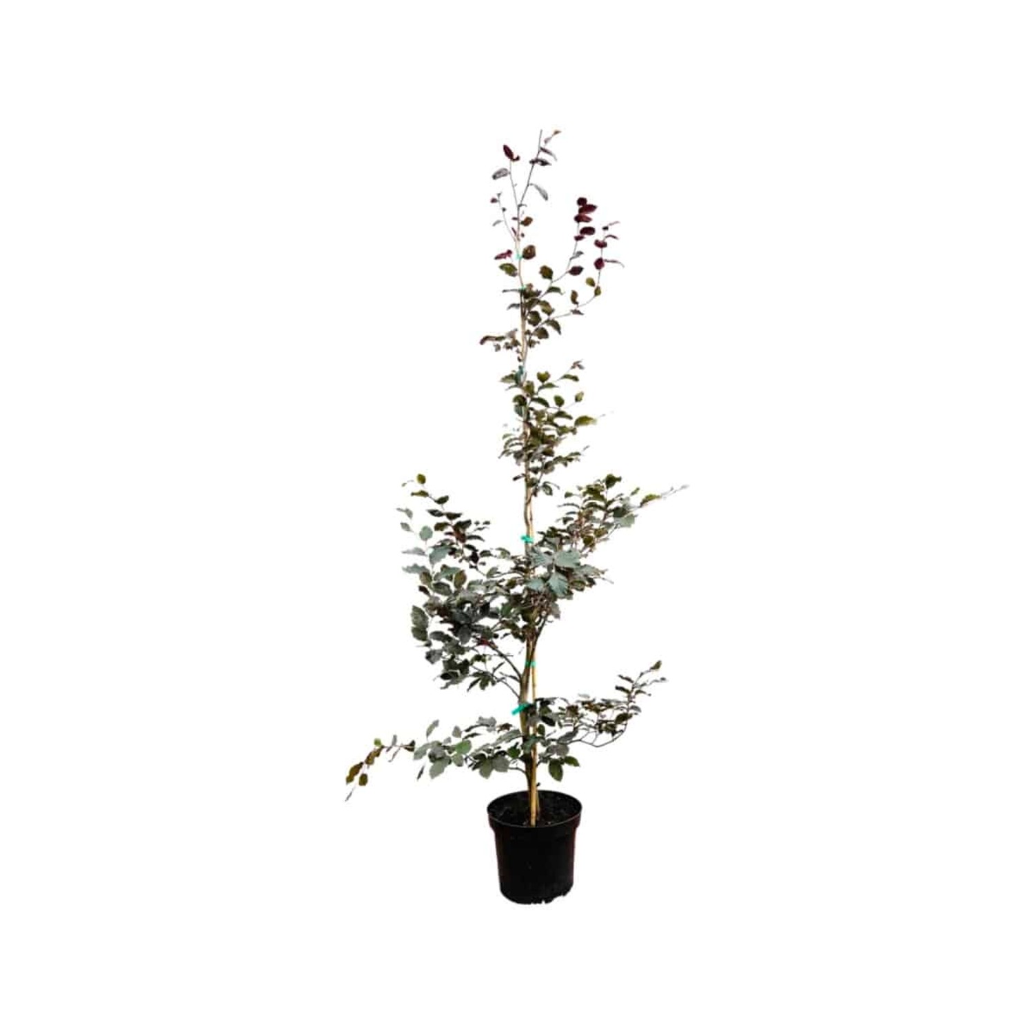 Fagus sylvatica 'Purpurea' 125-150 cm günstig online kaufen