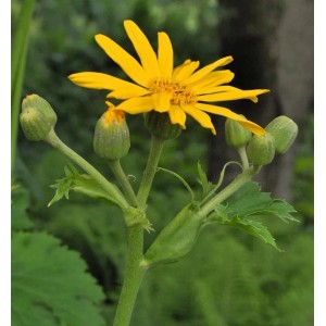 Goldgelbes Kreuzkraut, Ligularia palmatiloba, mit gelber Blüte und grünen Knospen.