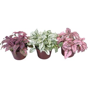 Punktblatt (Hypoestes phyllostachya) in verschiedenen Farben im Topf.