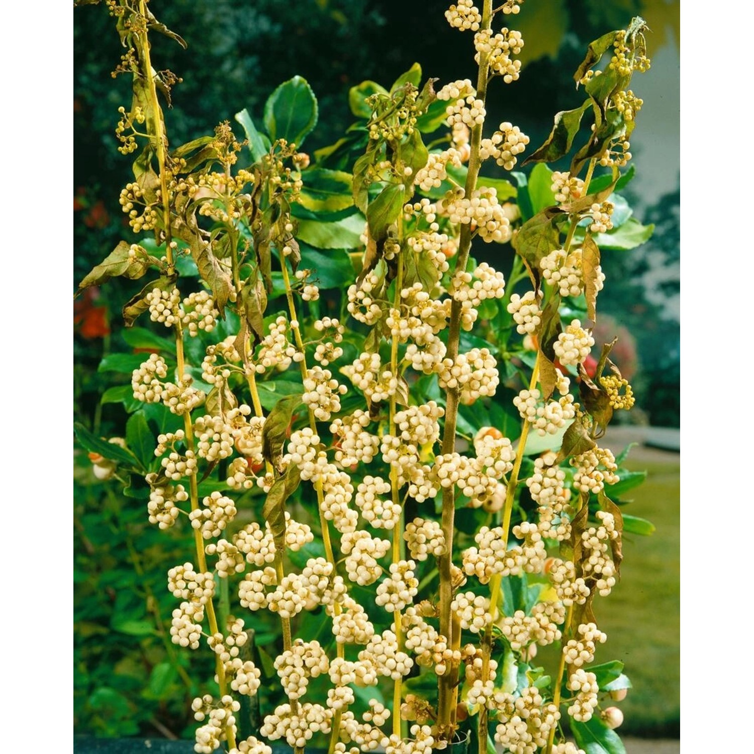 Callicarpa Japonica Leucocarpa Schönfrucht Weiße Beeren 80–100 cm günstig online kaufen