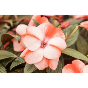 Nahaufnahme einer rosa-orangen Fleißiges Lieschen (Impatiens Neu Guinea) Blüte mit grünen Blättern.