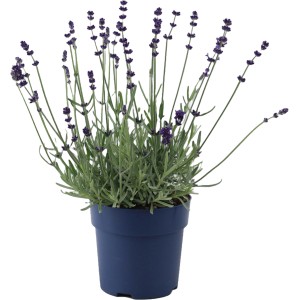 Lavendel Felice Silver im Topf (ca. 15cm): Blühende Lavandula angustifolia mit silbernem Laub.