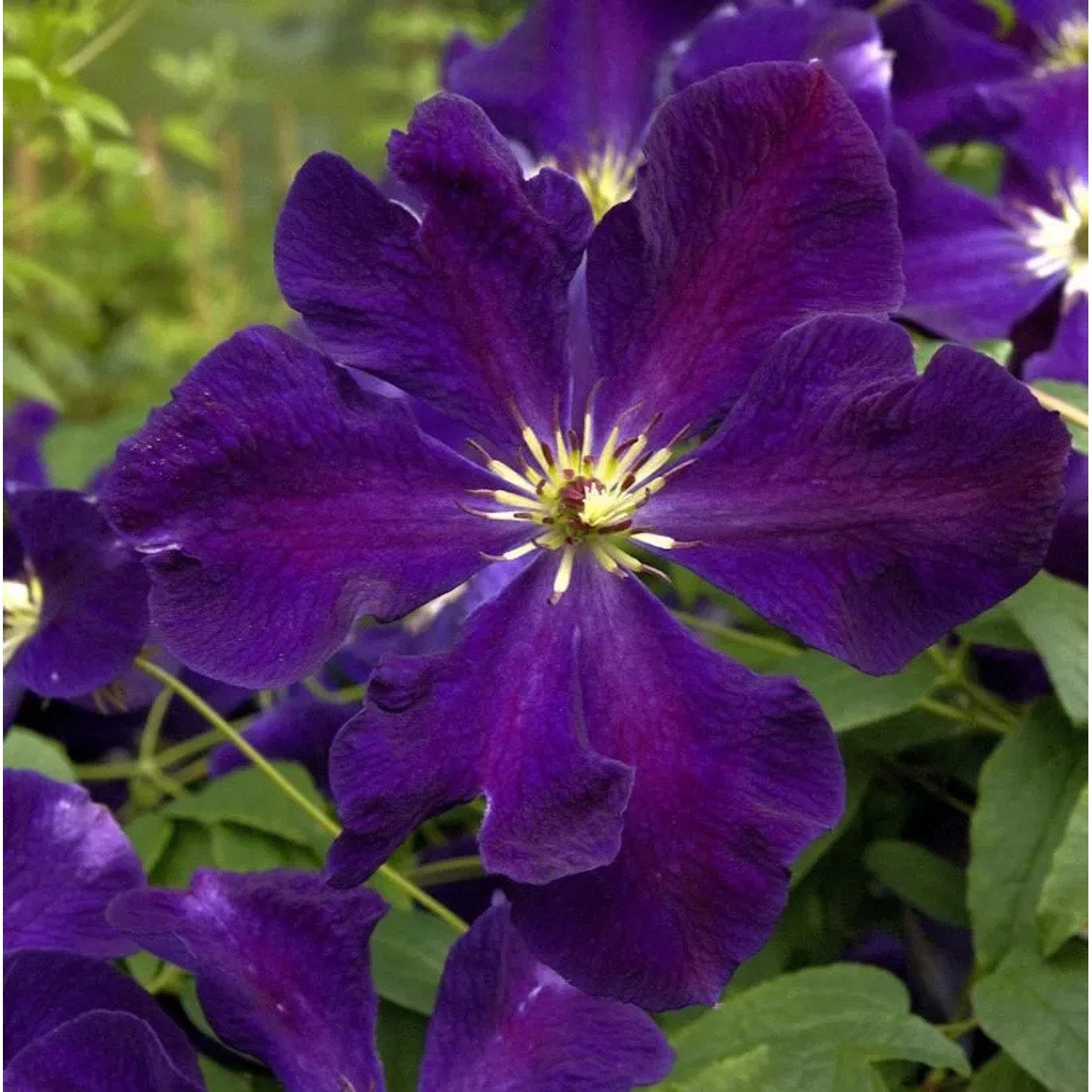 Robuste Waldrebe Romantica 60-80cm - Clematis viticella