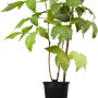 GROW by OBI Bio Himbeere Fallgold im Topf, goldgelbe Früchte und grüne Blätter.