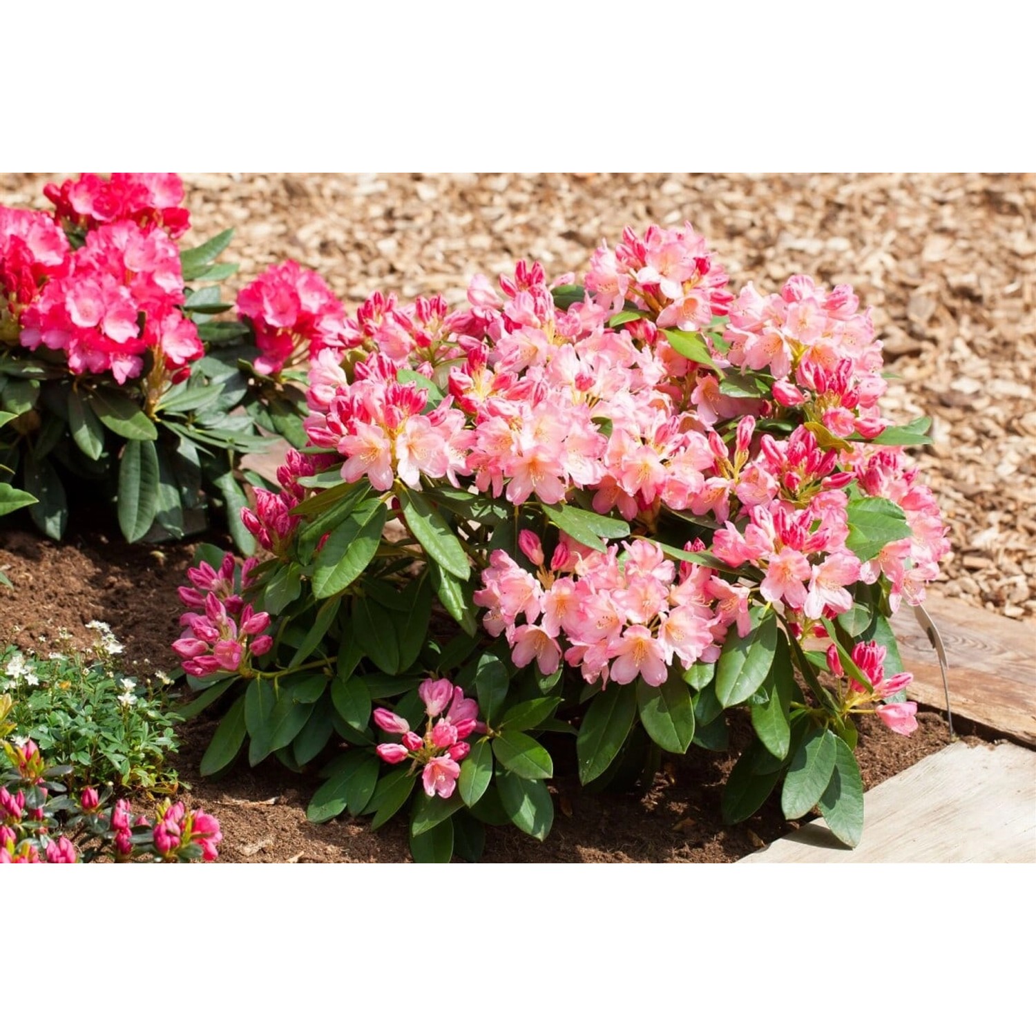 Rhododendron Yakushimanum Percy Wiseman Rosa-Weiß 30–40 cm günstig online kaufen
