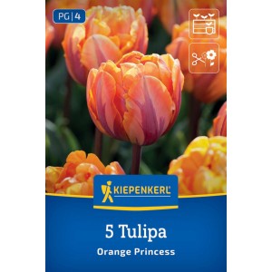 Kiepenkerl Blumenzwiebeln: 5 gefüllte, späte Tulpen 'Orange Princess' in leuchtendem Orange mit roten Streifen.