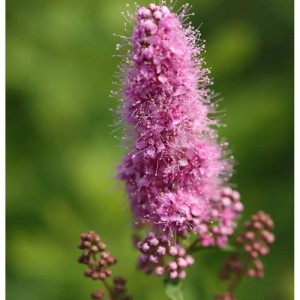 Kolbenspiere Triumphans 100-125cm - Spiraea billardii
