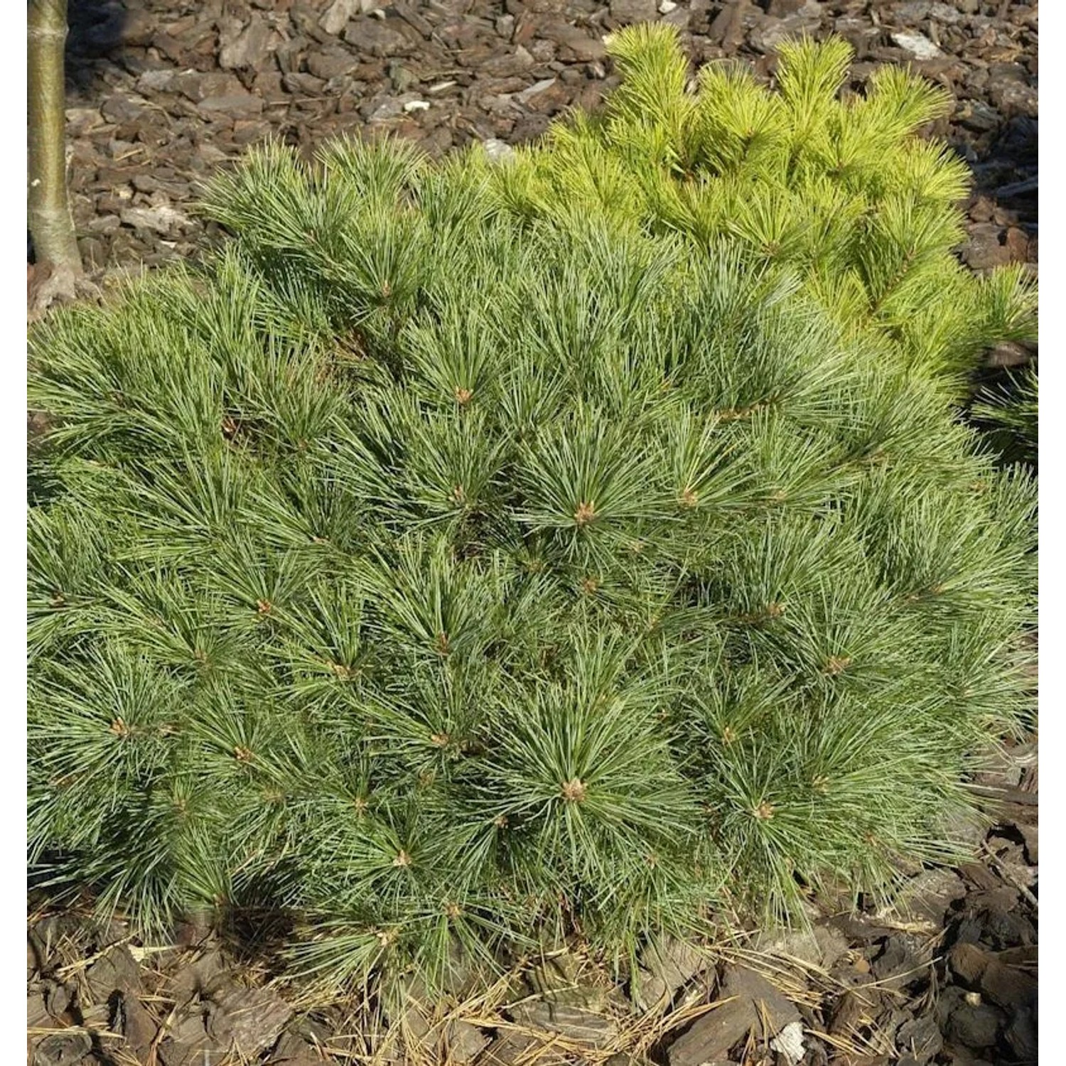 Zwerg-Weymouths-Kiefer Blue Shag 25-30cm - Pinus strobus