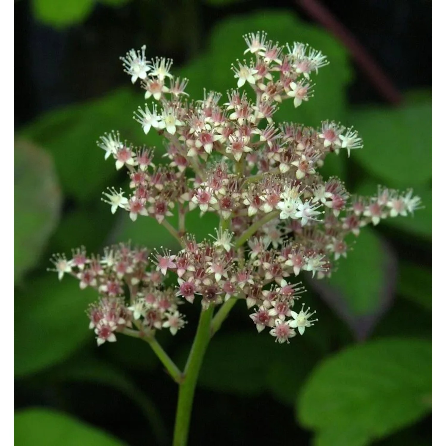 Holunderblättriges Schaublatt - Rodgersia sambucifolia