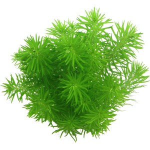 Dennerle Plants Pogostemon Erectus Aquariumpflanze, grüne Stängelpflanze für den Hintergrund.