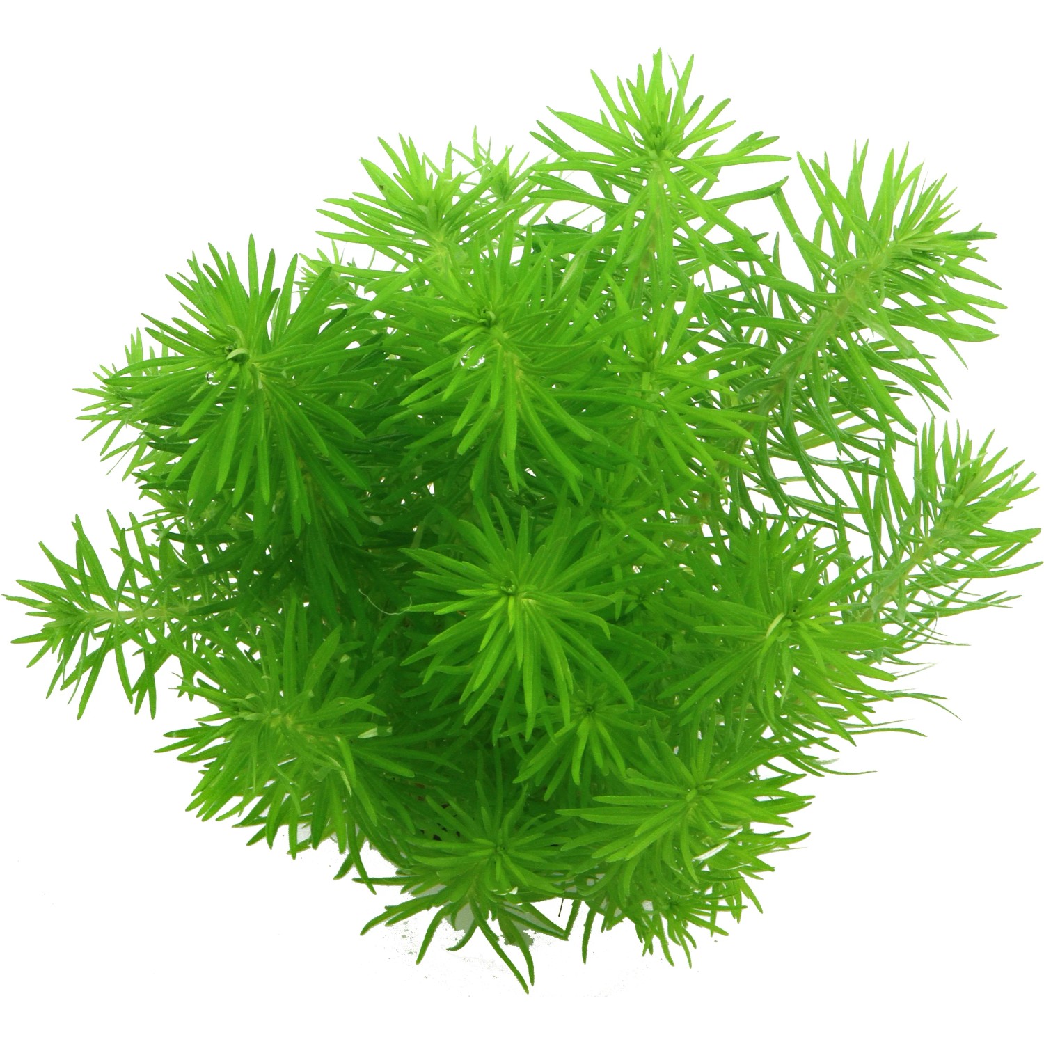 Dennerle Plants Aquariumpflanze Pogostemon Erectus In-Vitro